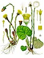 Tussilago farfara plate in: Koehlers Medizinal-Pflanzen in naturgetreuen Abbildungen.... Gera (1883-1914)