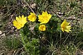 Adonis vernalis