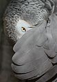 55 African Grey Parrot, peeking out from under its wing uploaded by Avenue, nominated by Avenue