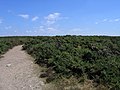 Crozon : végétation typique d'ajoncs près du Cap de la Chèvre