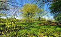 image=File:Friedhof Walchenau, Imgenbroich, Schutzgebiet.jpg