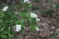 Ligustrum vulgare flowers