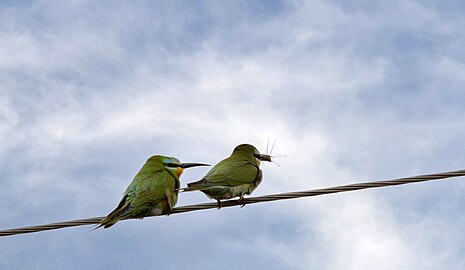 Blue-cheecked Bee-eaters in Armash, IPA, Armenia