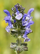 Salvia verbenaca