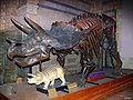 Triceratops at the Dinosaurs Gallery