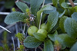 Vaccinium oxycoccos (8029749826).jpg