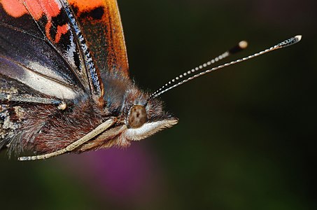 Vanessa atalanta (Red Admiral)