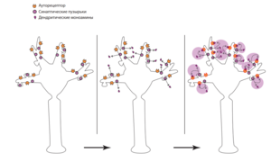 Объемная нейротрансмиссия, моноаминовые ауторецепторы.png