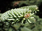 Thumbnail for File:Abies pinsapo subsp. marocana kz03.jpg