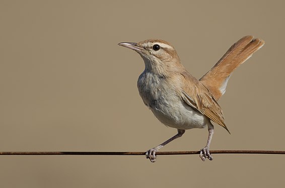 Rufous-tailed scrub robin, Ichkeul National Park Mohamed Gouli