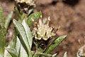 Antennaria dimorpha