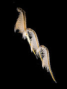 Artemia salina