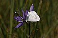 Celastrina ladon