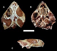 Clevosaurus brasiliensis.jpg