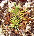 Drosera meristocaulis young plant, habit