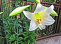 Easter lily (Lilium longiflorum) Japan - Yokohama