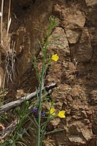 Eulobus californicus