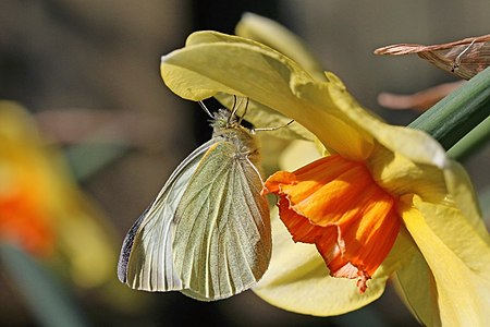 Pieris brassicae (Large white)