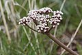 Lomatium canbyi