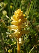 Orobanche crenata