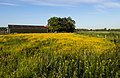 * Nomination Park Lingezegen-NL, farm with yellow-colored weeds --Michielverbeek 20:40, 25 June 2021 (UTC) * Promotion  Support Good quality.--Agnes Monkelbaan 04:25, 26 June 2021 (UTC)