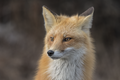 * Nomination Portrait of a Red Fox at Island Beach State Park, NJ. --Needsmoreritalin 02:28, 19 August 2024 (UTC) * Promotion Good Quality! --Anitava Roy