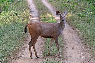 female, Kanha National Park