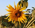 * Nomination Sunflower head at sunset -- George Chernilevsky 21:03, 18 August 2024 (UTC) * Promotion  Support Good quality. --Bgag 02:27, 19 August 2024 (UTC)