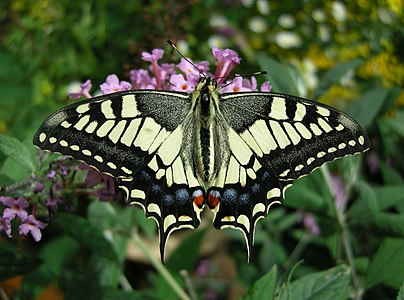 Papilio machaon (Old World Swallowtail)