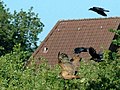 Chased by crows, Germany