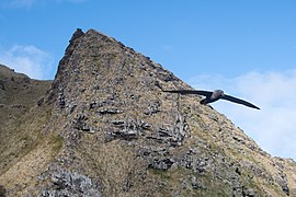 2021-10 Amsterdam Island - Dark-mantled sooty albatross 23.jpg