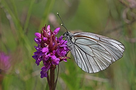 ♂ Aporia crataegi (Black-veined white)