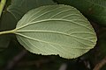 Ceanothus velutinus