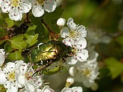   Cetonia aurata