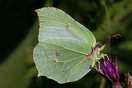 ♂ Gonepteryx rhamni (Common Brimstone)