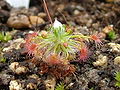 Drosera pedicellaris habitus