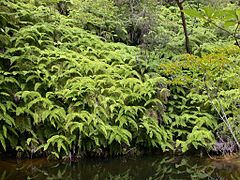 Gleichenia japonica urajiro gunraku.jpg