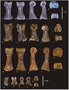 New-Mid-Cretaceous-(Latest-Albian)-Dinosaurs-from-Winton-Queensland-Australia-pone.0006190.g036.jpg