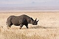 54 Ngorongoro Spitzmaulnashorn uploaded by Ikiwaner, nominated by Ikiwaner