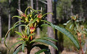 P1000694-Cistus ladanifer (41139948111).jpg