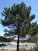 Pinus pinaster.001 - Islas Cíes.jpg