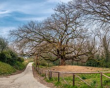 Quercia delle streghe Gragnano.jpg