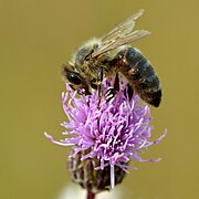 Apis mellifera - Cirsium arvense - Keila.jpg