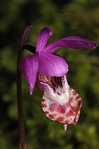 Calypso bulbosa Dutch (nl)