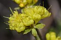 Eriogonum umbellatum