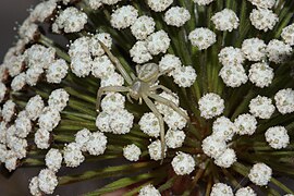 Fauna em Actinocephalus polyanthus PNM Dunas da Lagoa da Conceição Thomisidae.jpg