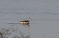 Juvenile plumage; Musselburgh, Scotland