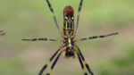 Joro spider (Nephila clavata)