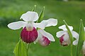 Cypripedium reginae