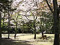 Parc Omoto, Miyajima